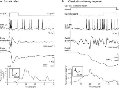 Functional properties of eyelid conditioned responses and involved brain centers